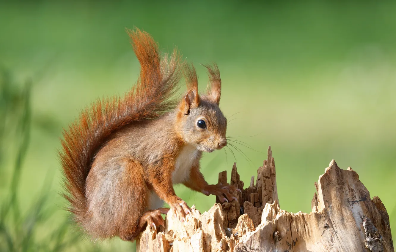 Photo wallpaper nature, stump, protein