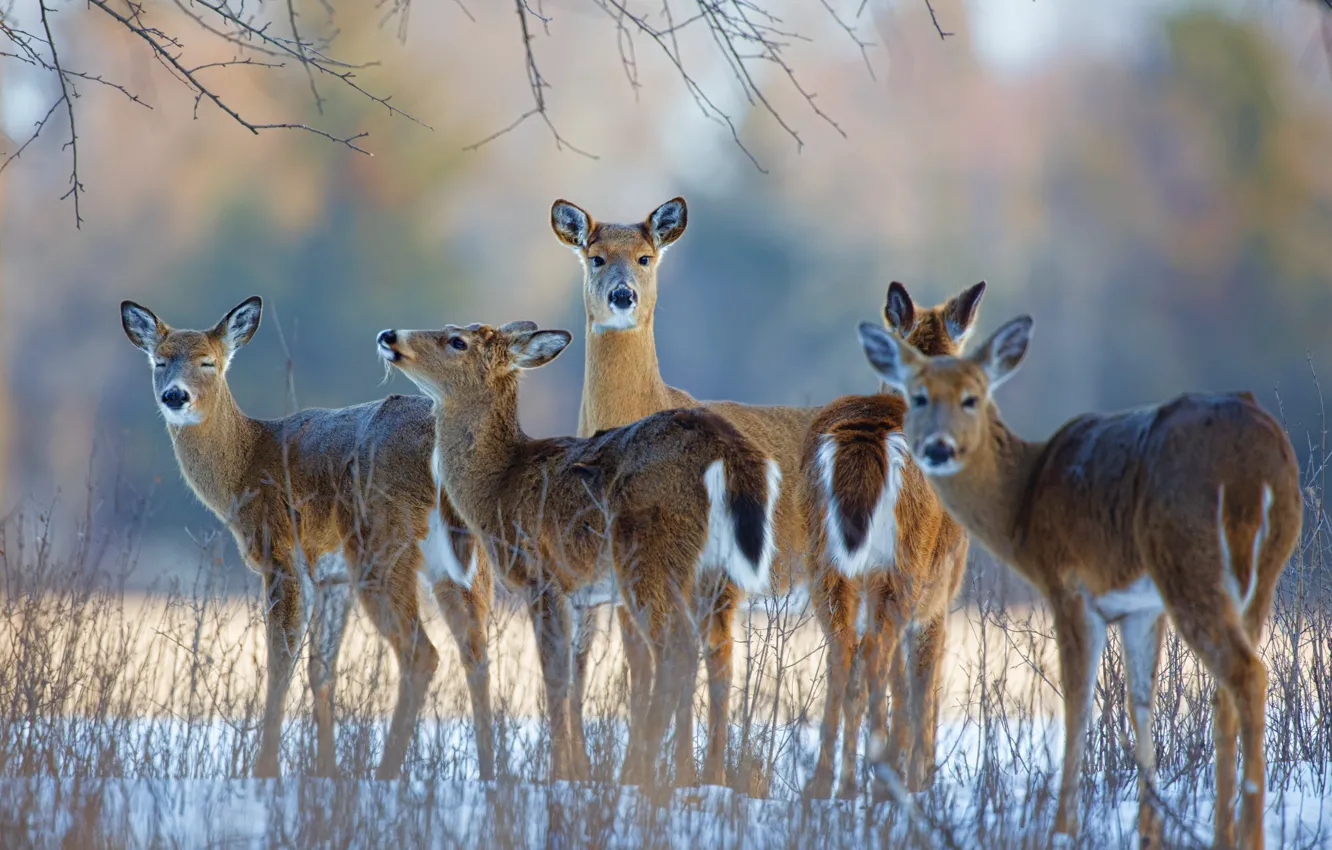 Photo wallpaper winter, deer, white-tailed deer