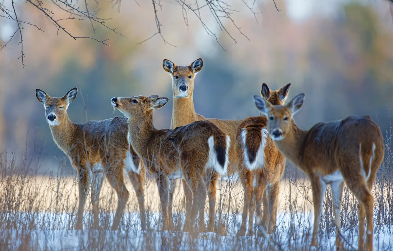 Photo wallpaper winter, deer, White-tailed deer
