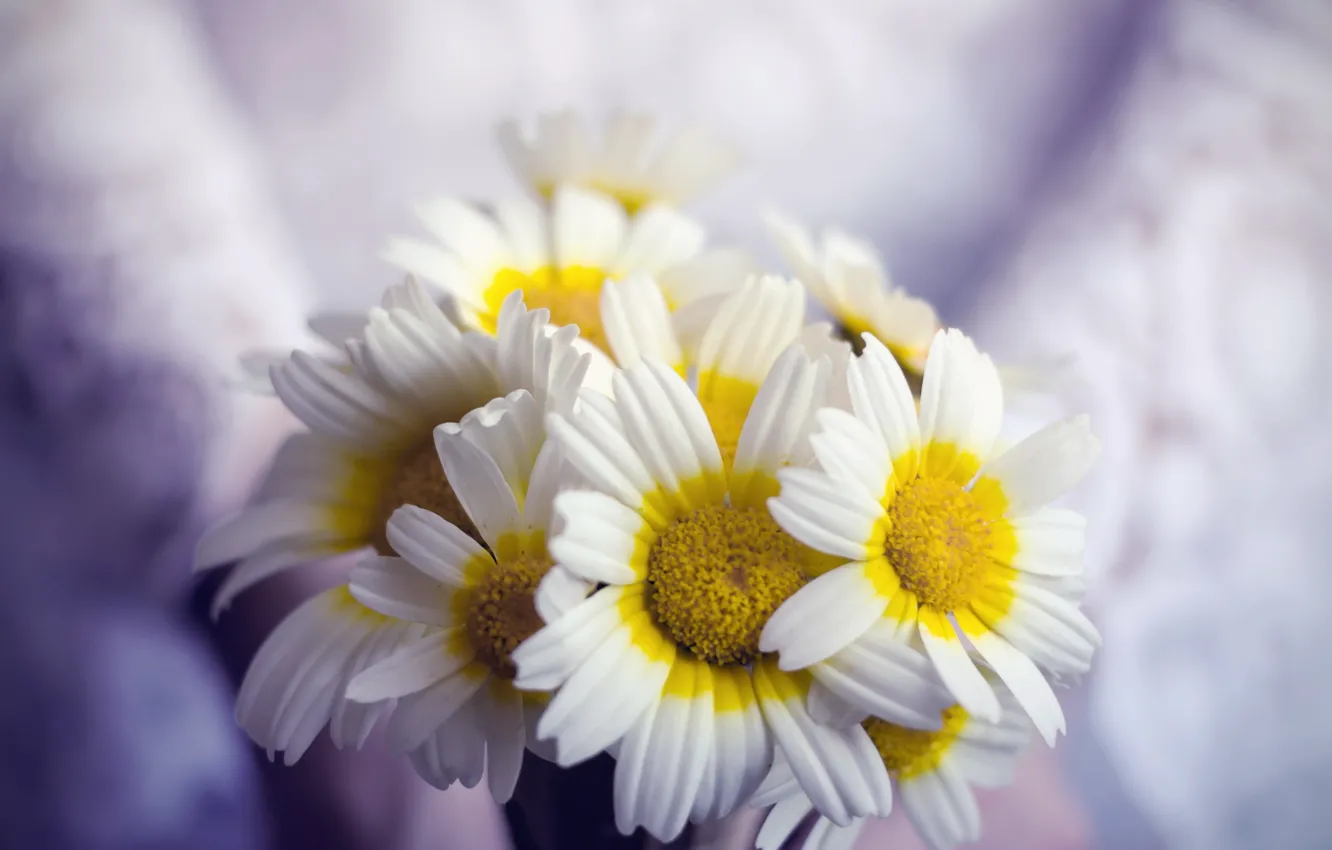 Photo wallpaper flowers, background, chamomile
