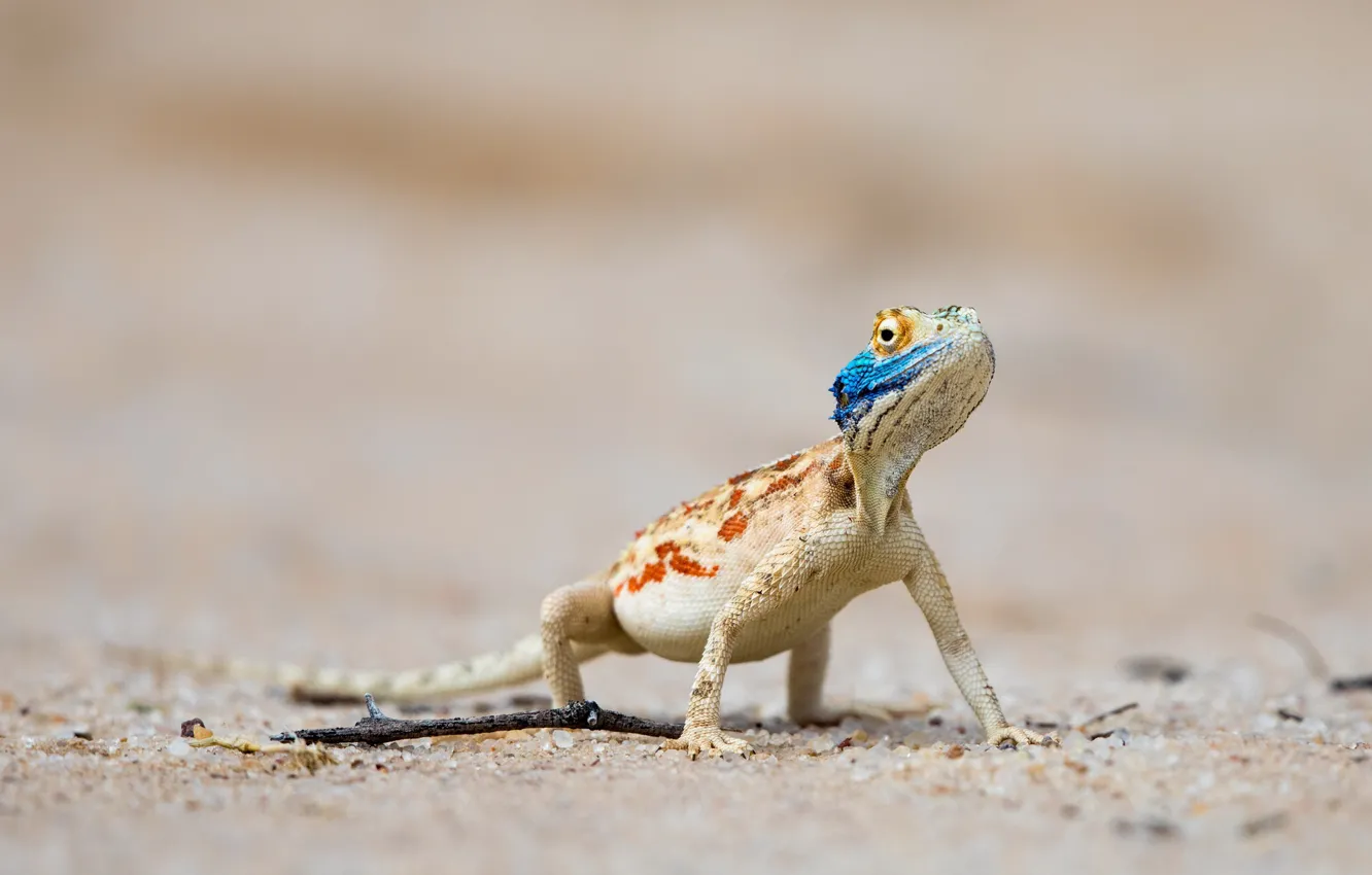 Photo wallpaper South Africa, Ground agama, Nossob, Kgalagadi Transfrontier Park, Lijersdraai