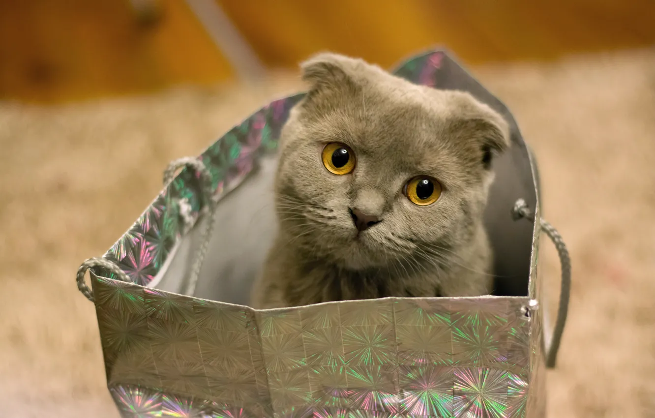 Photo wallpaper cat, cat, look, portrait, fold, bag, face