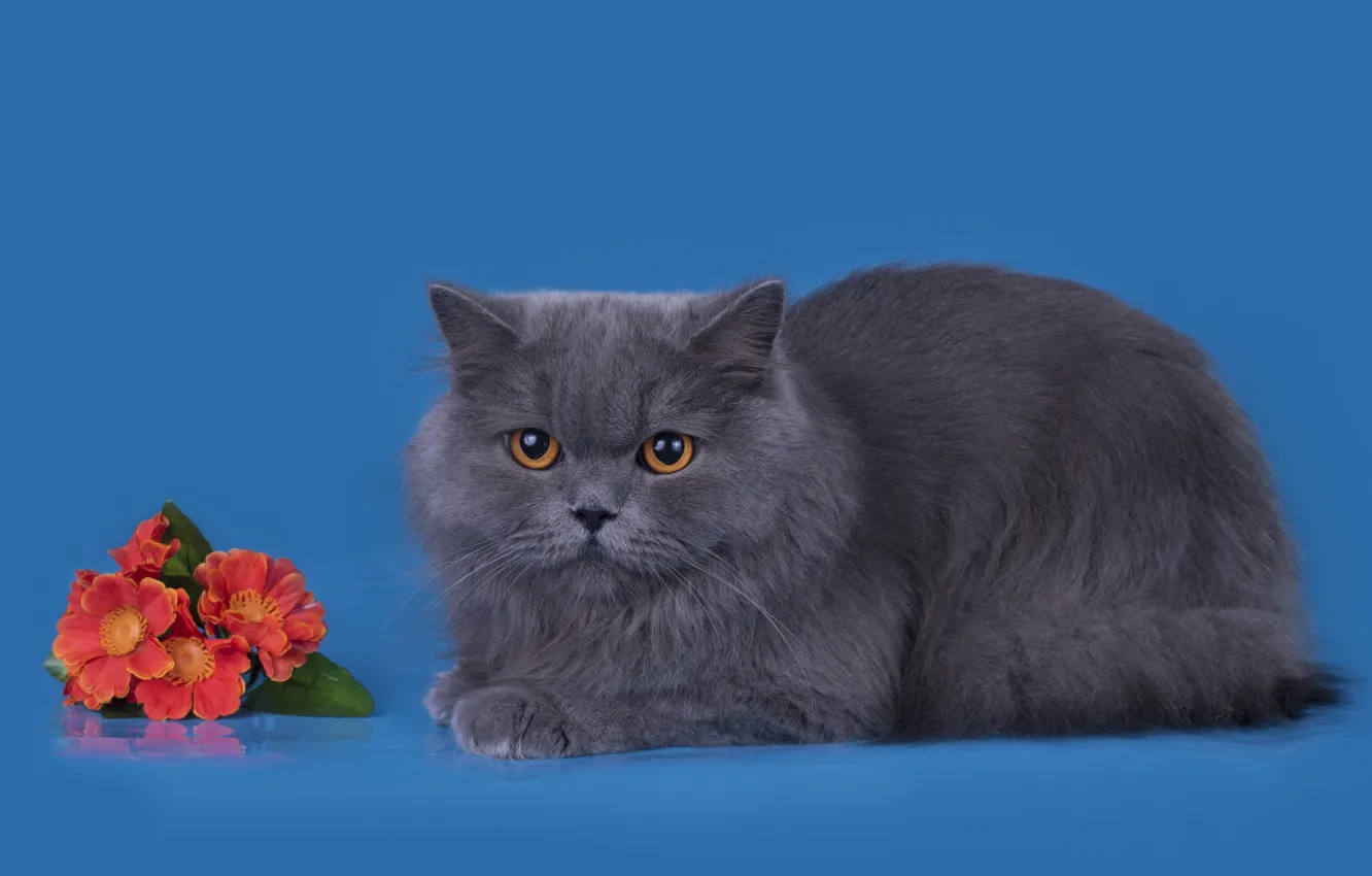 Photo wallpaper cat, flowers, grey, breed, British