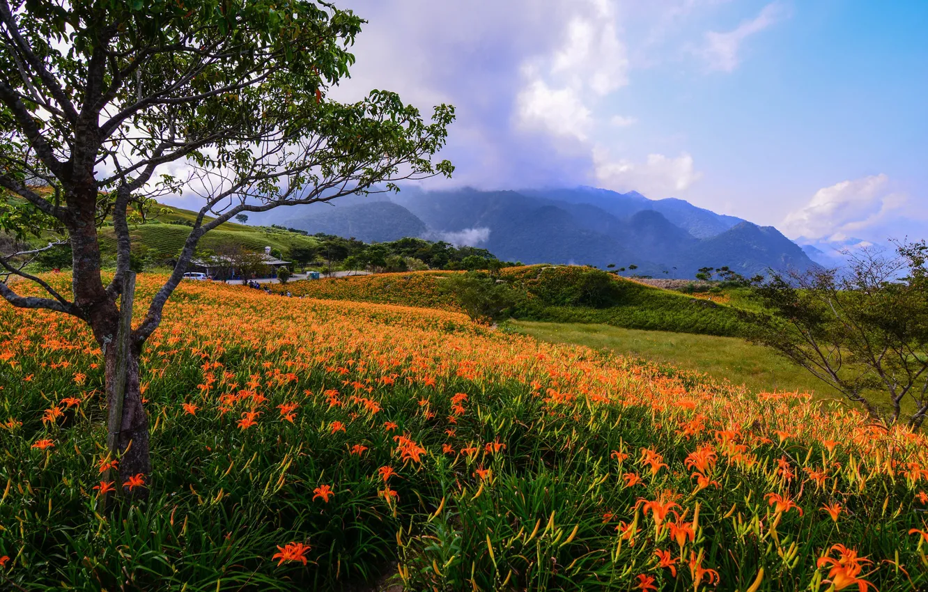 Photo wallpaper field, summer, flowers, mountains, tree, Lily, Asia, haze