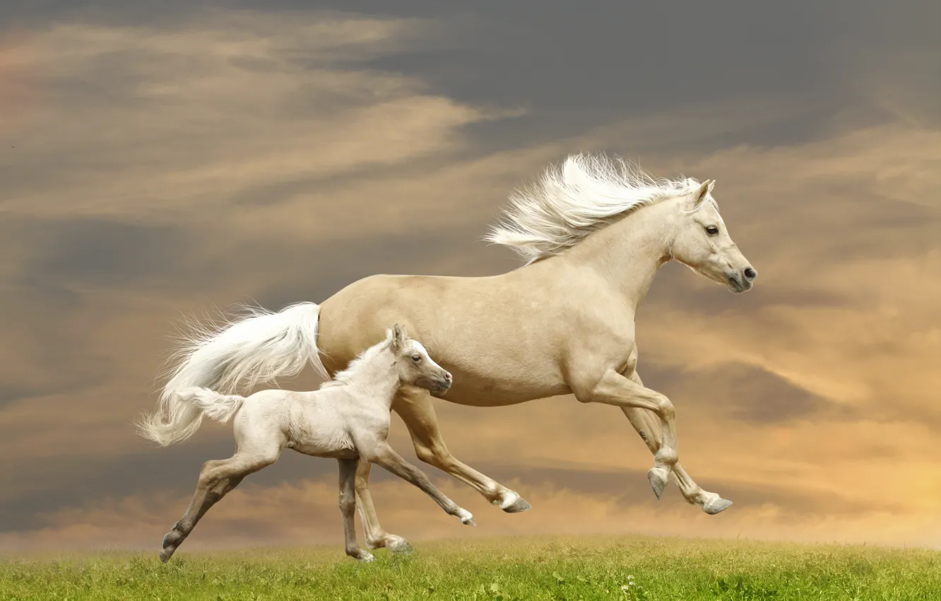 Photo wallpaper grass, horse, horses, running, runs, foal