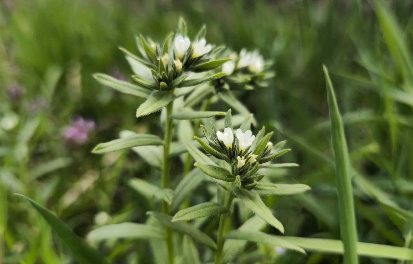 Photo wallpaper grass, meadow, flowers, spring 2024