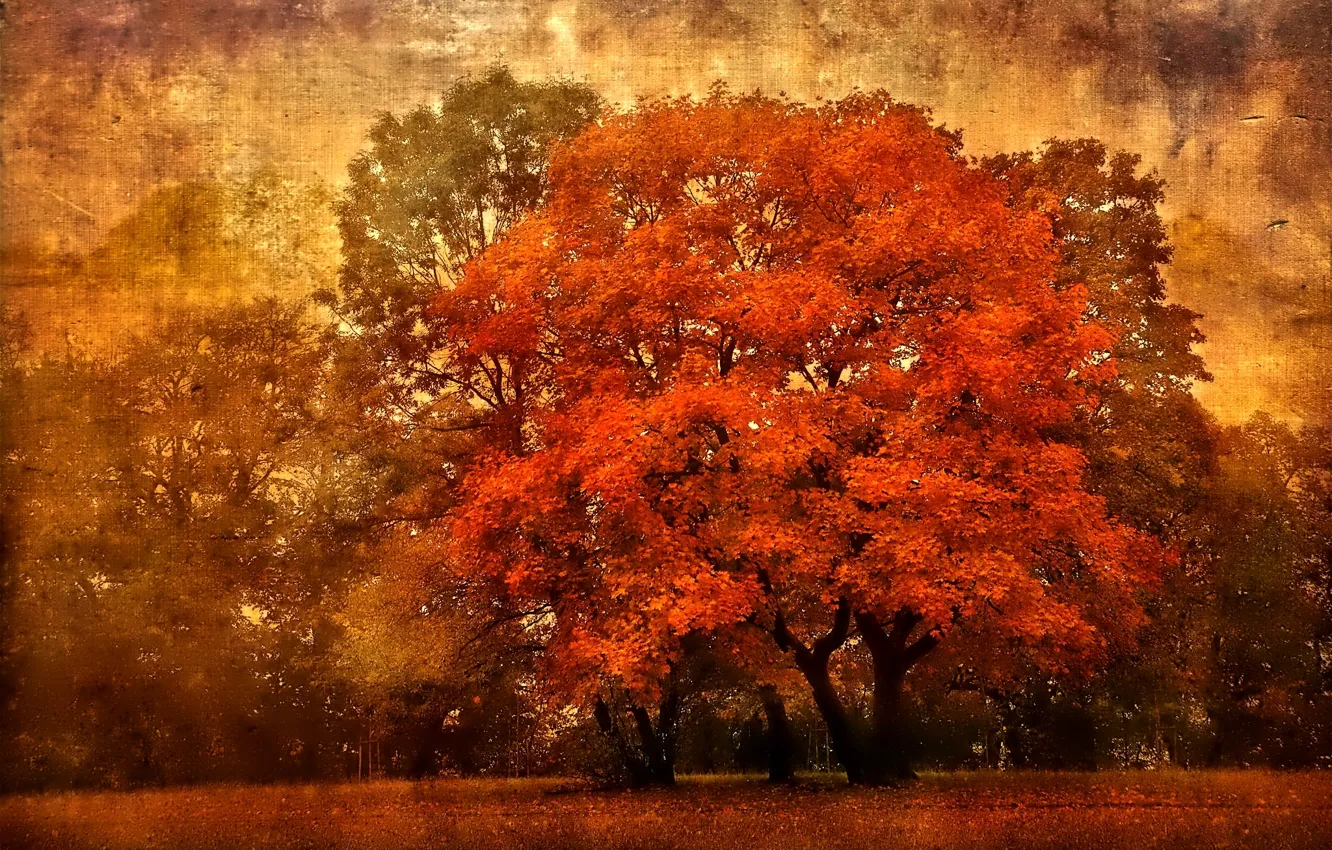 Photo wallpaper autumn, the sky, leaves, trees, canvas