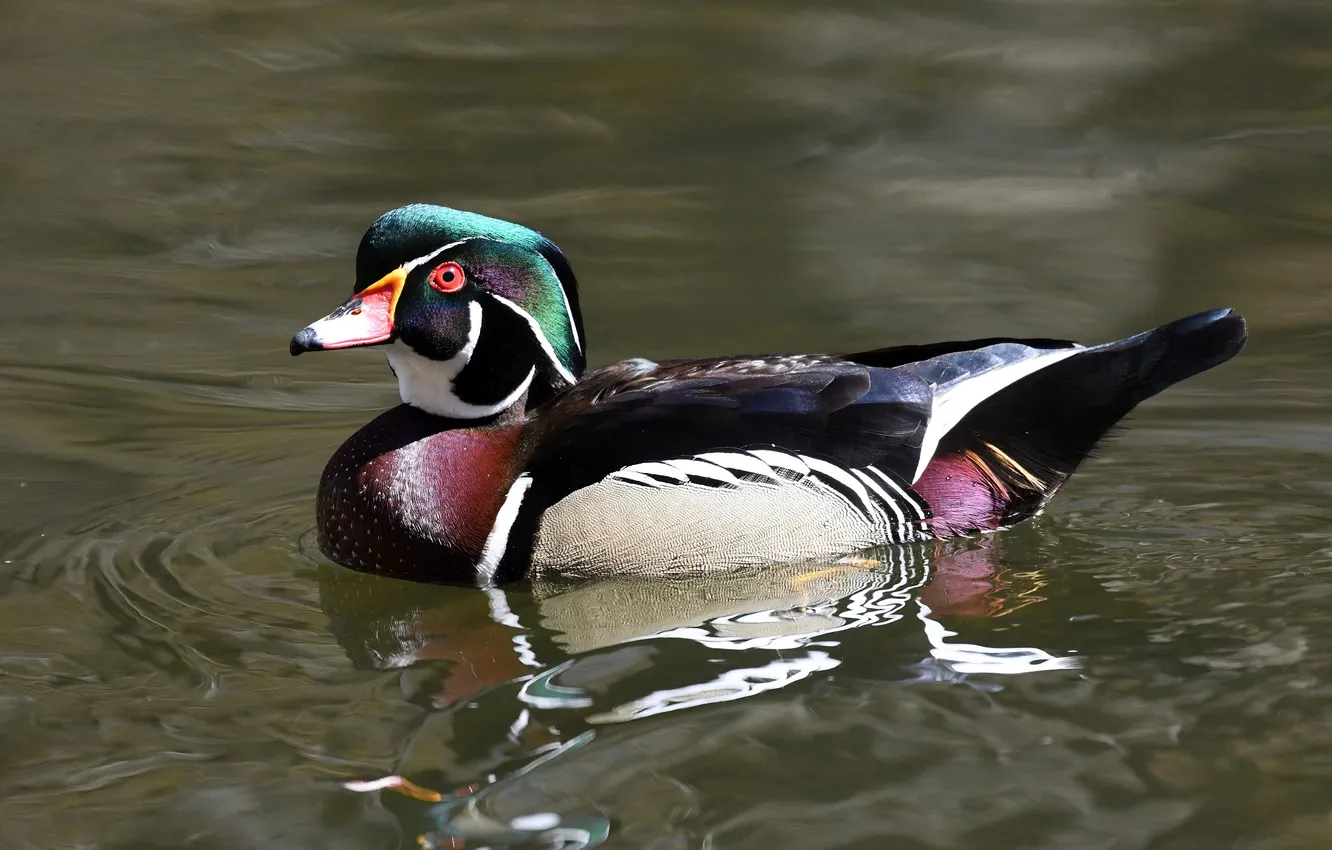Photo wallpaper water, lake, duck