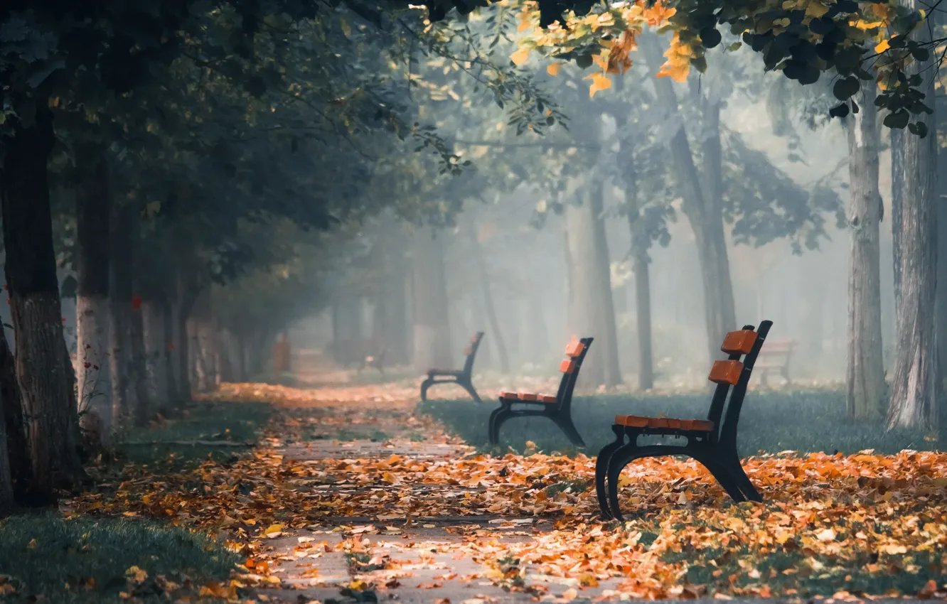Photo wallpaper autumn, fog, Park, bench