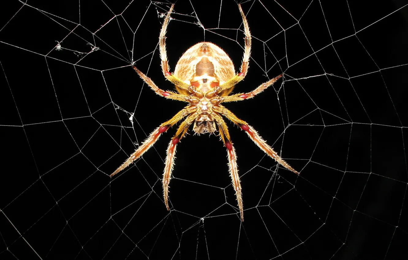 Photo wallpaper web, spider