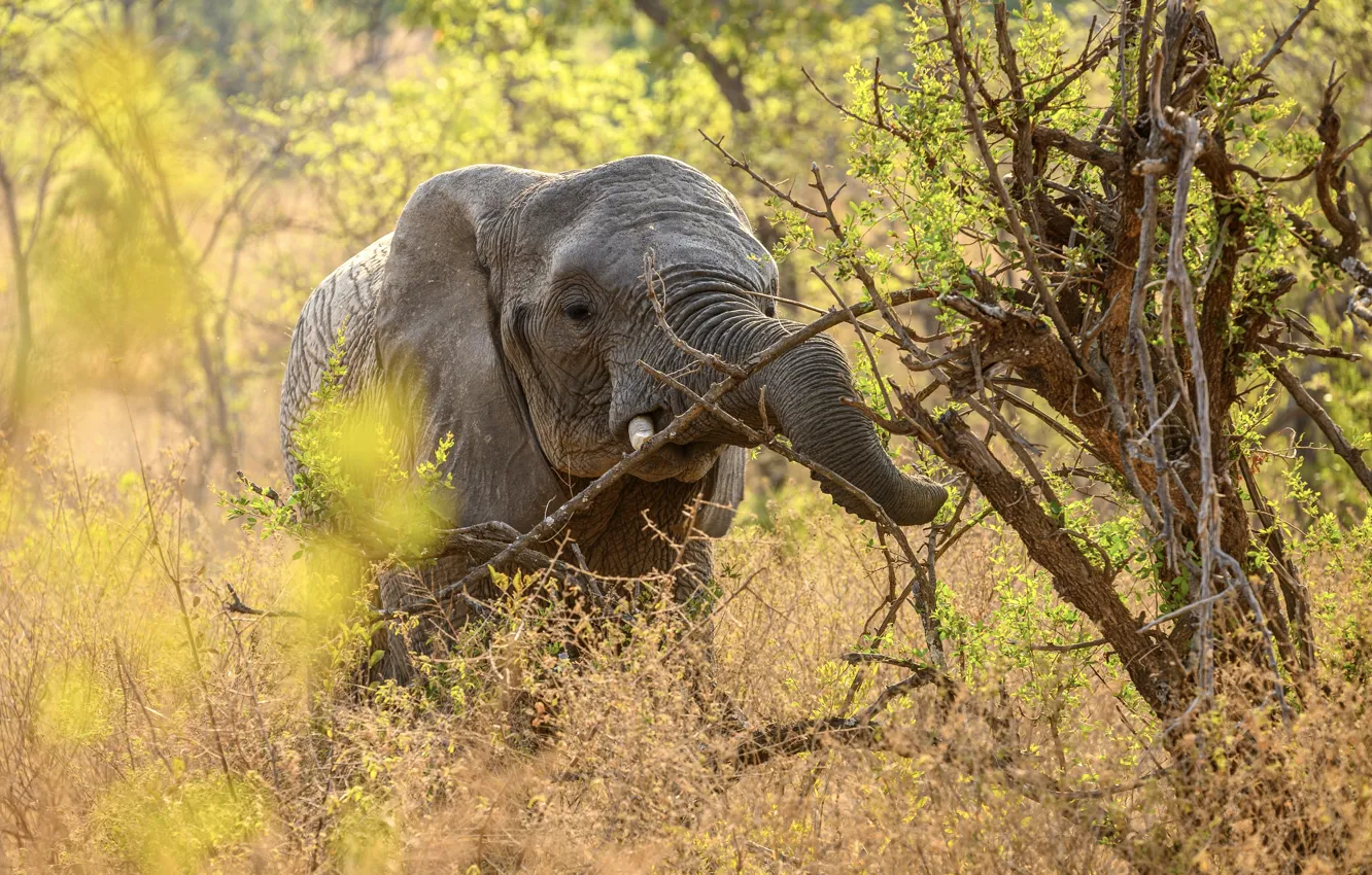 Photo wallpaper face, branches, elephant