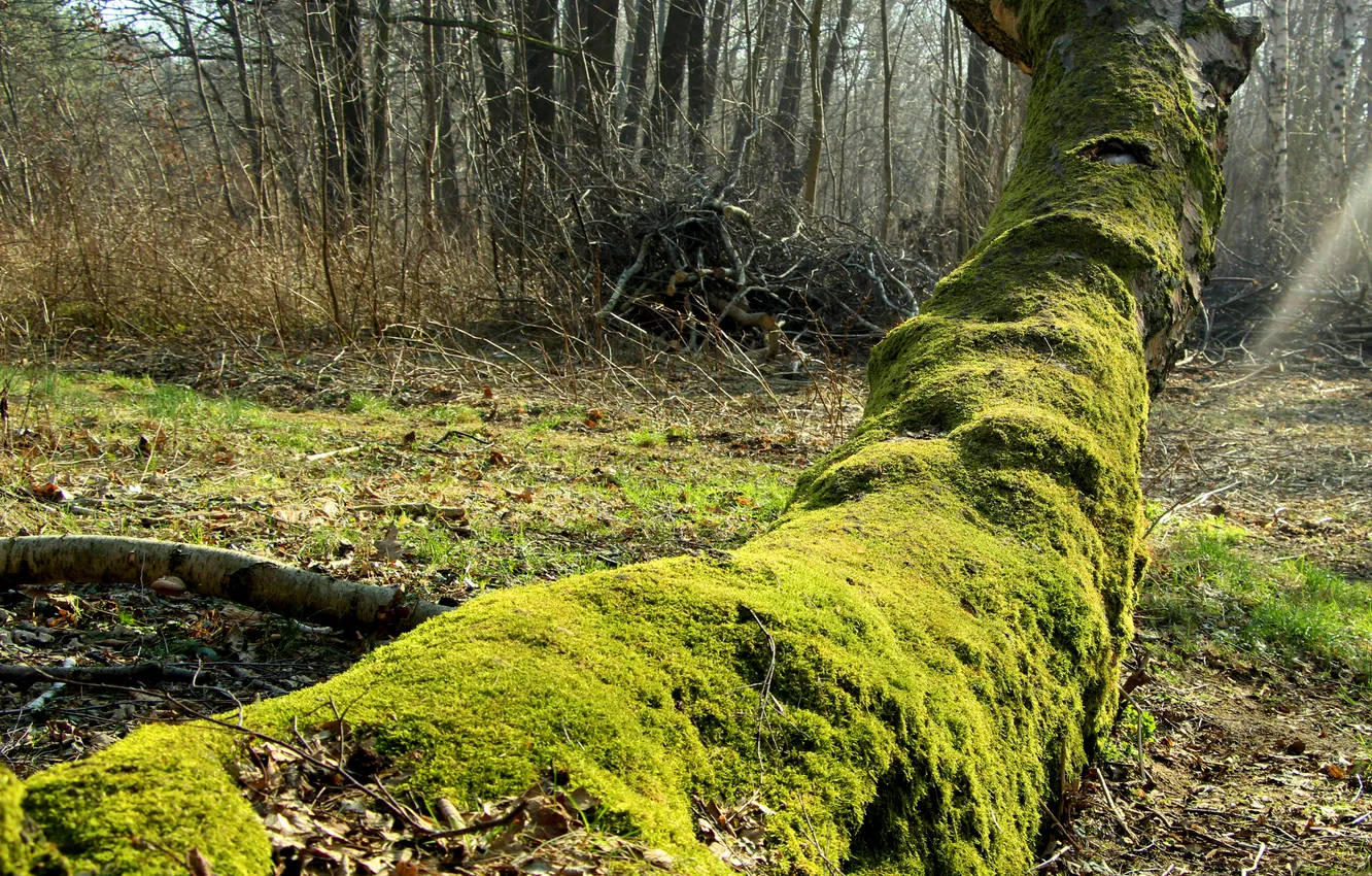 Photo wallpaper forest, park, tree, tree trunk, forest moss, Leaning