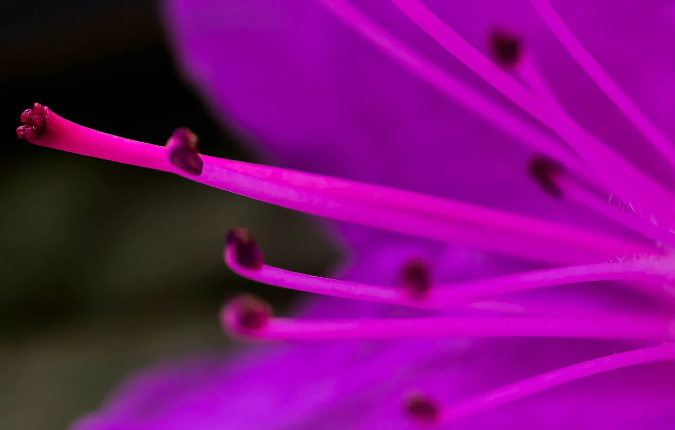 Photo wallpaper flowers, nature, petals, stamens