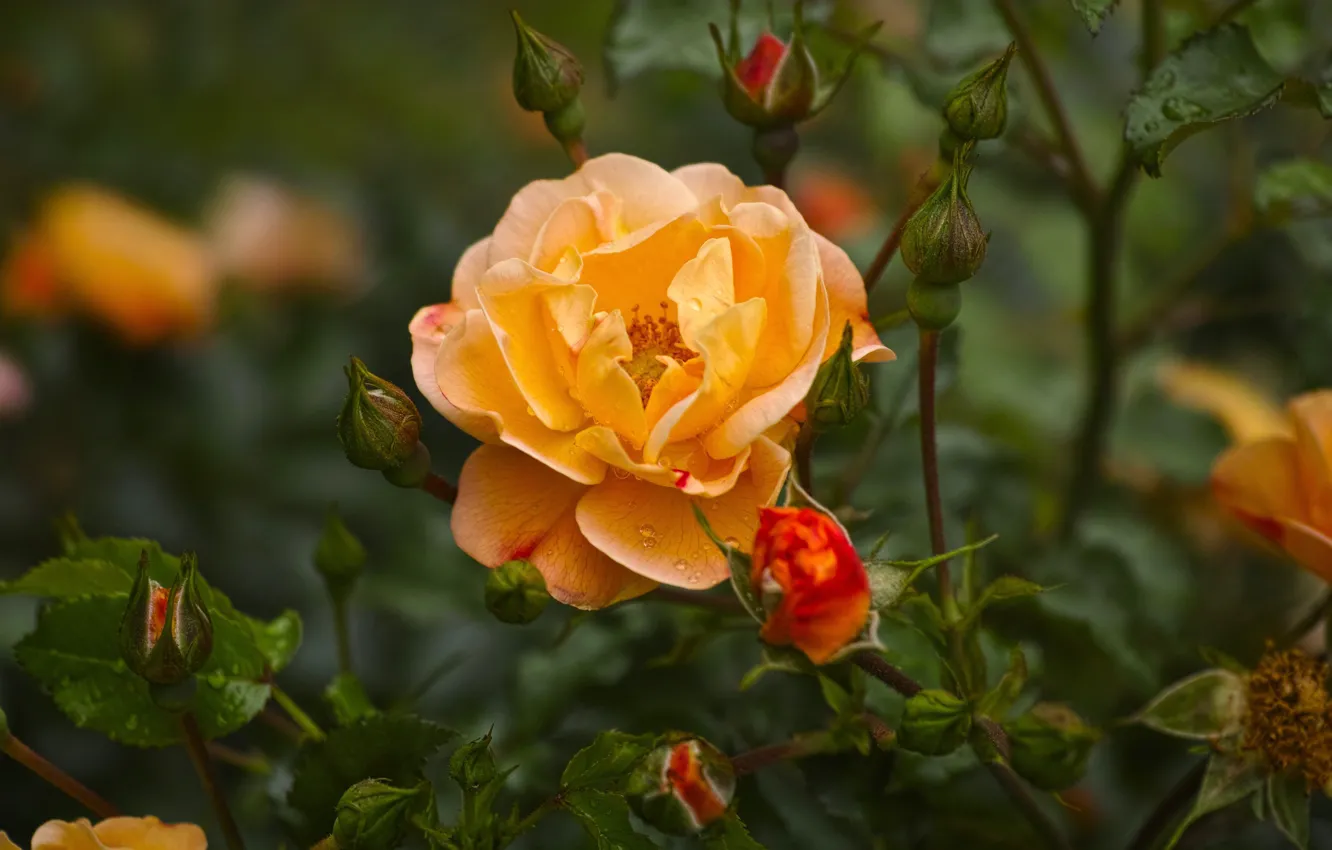 Photo wallpaper flower, rose, orange, garden