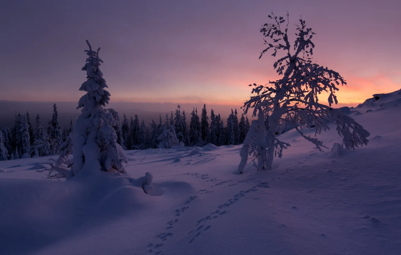 Photo wallpaper winter, field, forest, the sky, snow, trees, sunset, traces
