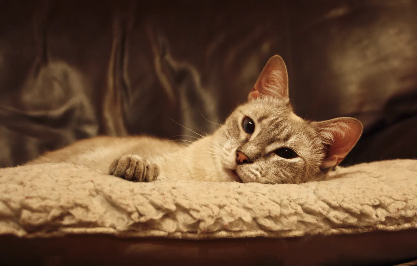 Photo wallpaper cat, cat, lies