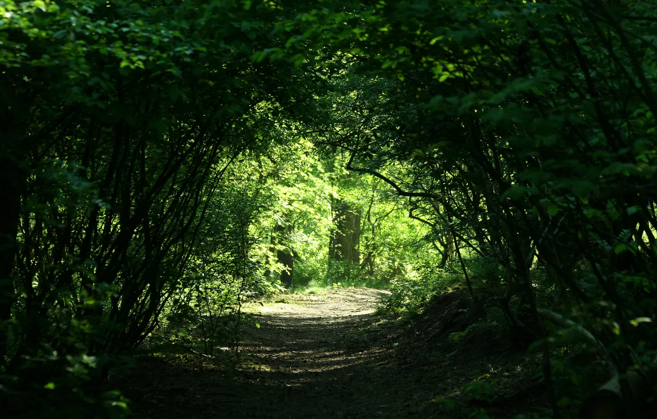 Photo wallpaper nature, thickets, track, pass, arch, alley