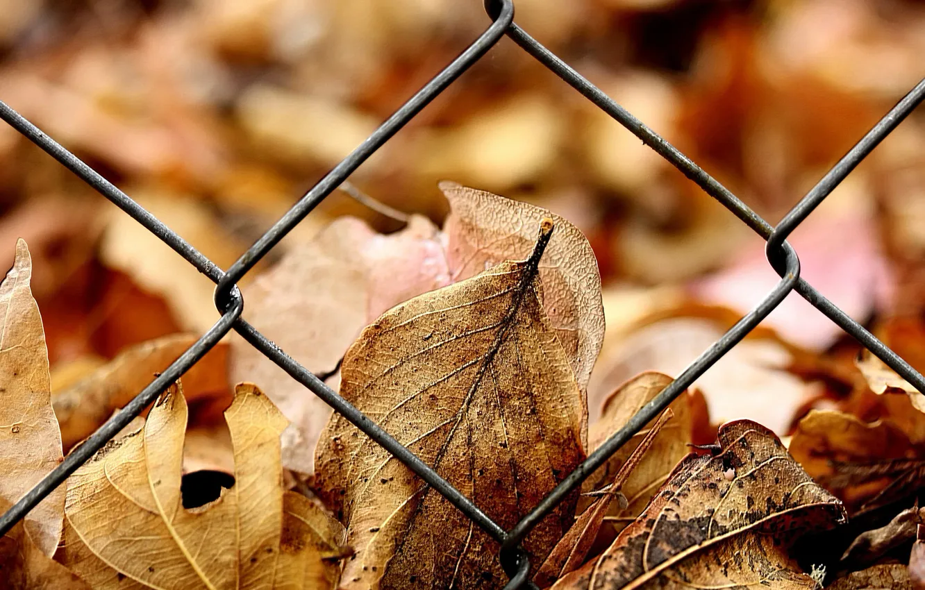 Photo wallpaper autumn, leaves, yellow, the fence, grille