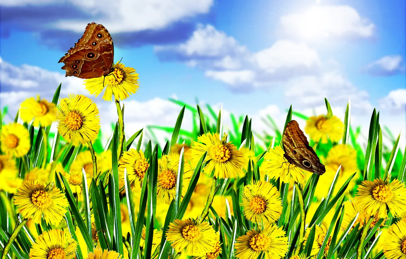 Photo wallpaper field, the sky, butterfly, spring, dandelions, flowering, blossom, flowers