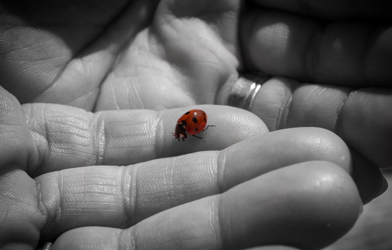 Photo wallpaper background, ladybug, hands
