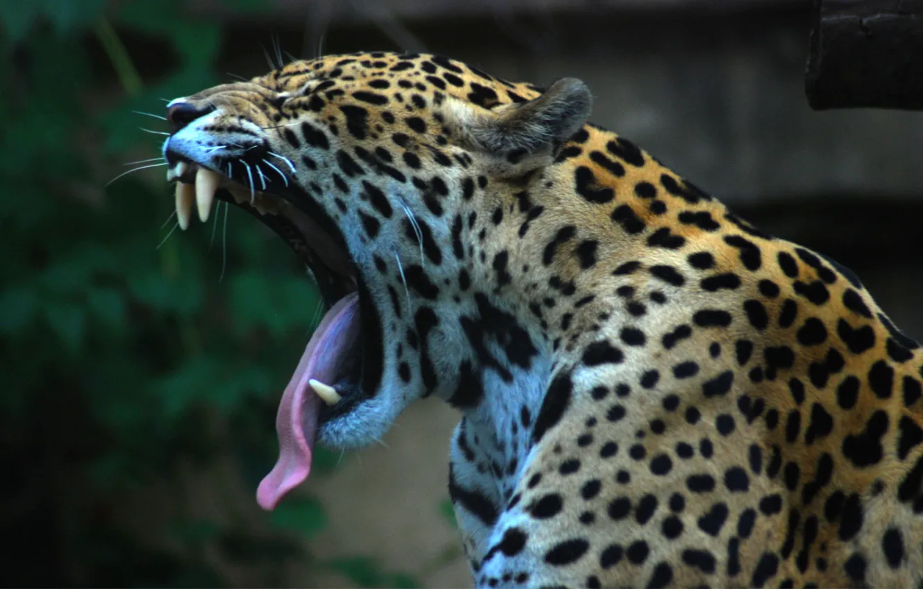 Photo wallpaper language, Jaguar, jaguar