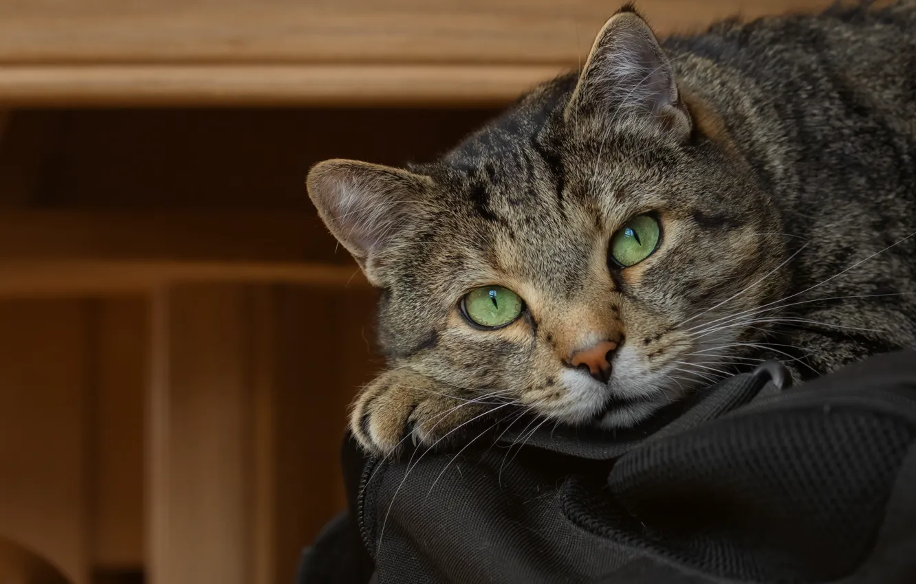 Photo wallpaper cat, cat, look, face, pose, grey, portrait, lies