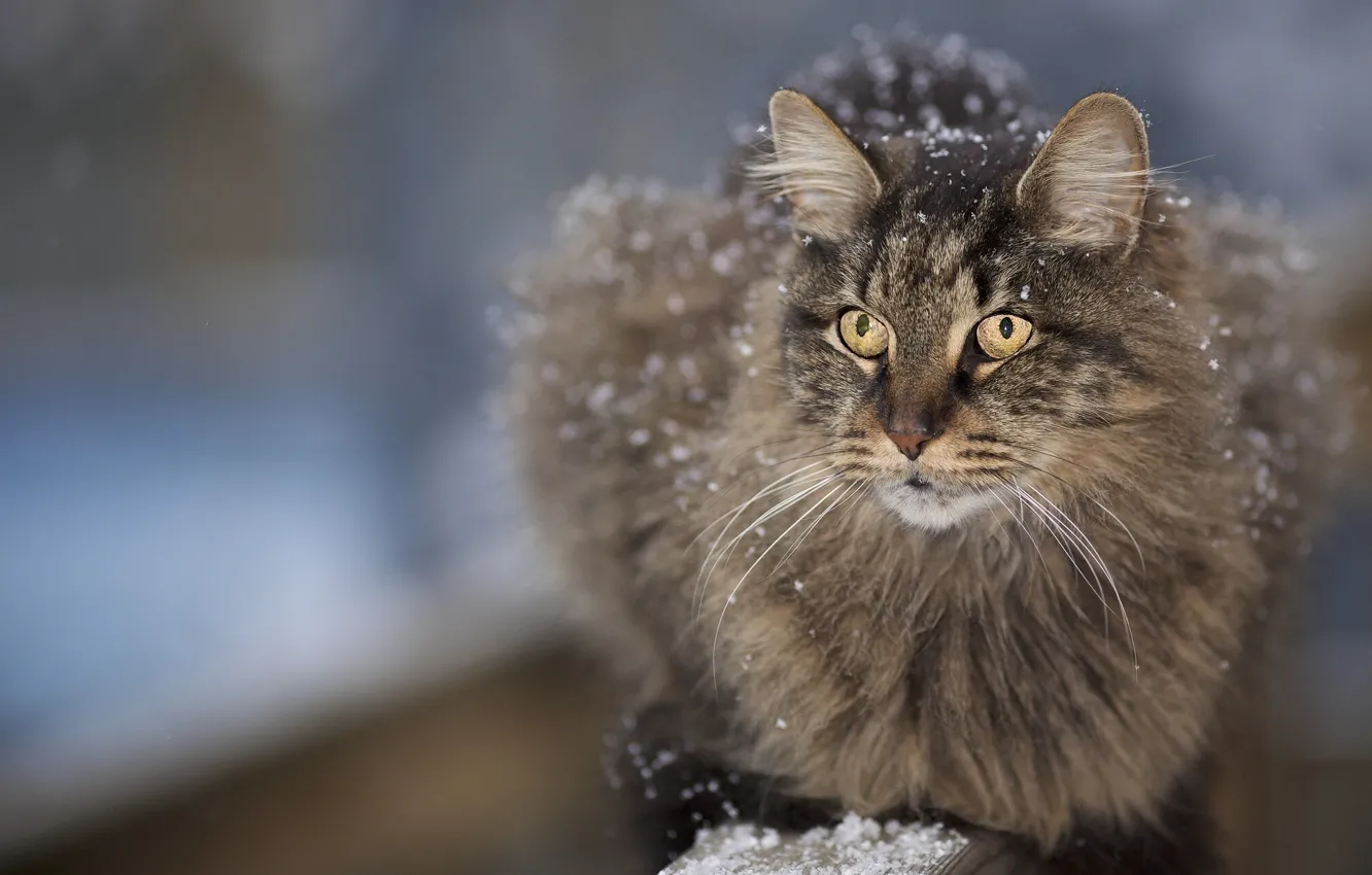 Photo wallpaper cat, mustache, face, snow, fluffy
