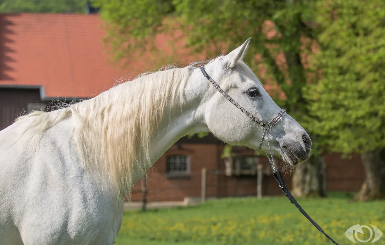 Photo wallpaper white, horse, horse, mane, (с) Oliver Seitz