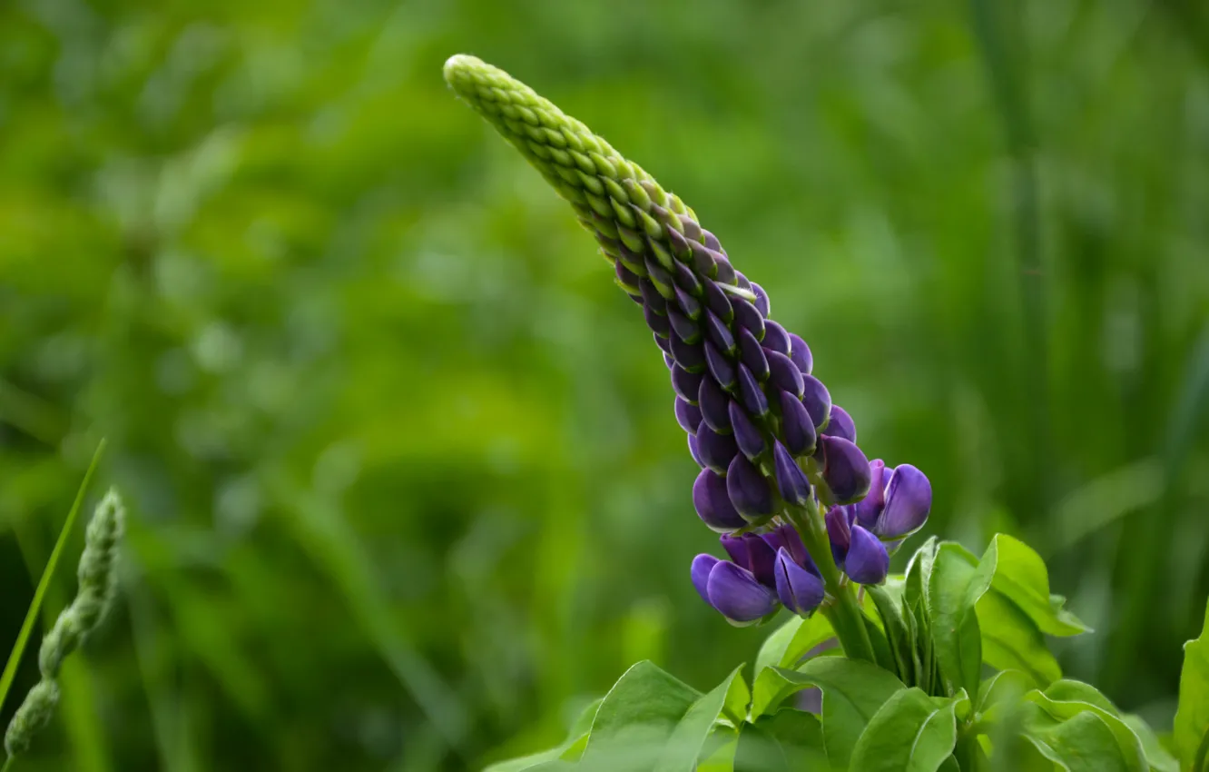 Photo wallpaper purple, summer, flowers, ears, lupins