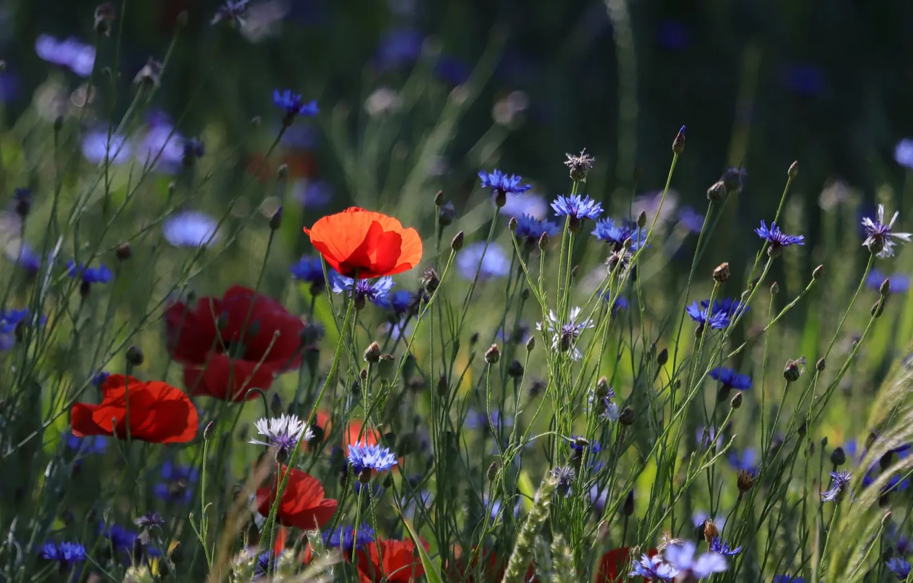 Photo wallpaper field, summer, flowers, Maki, meadow, contrast, red, field