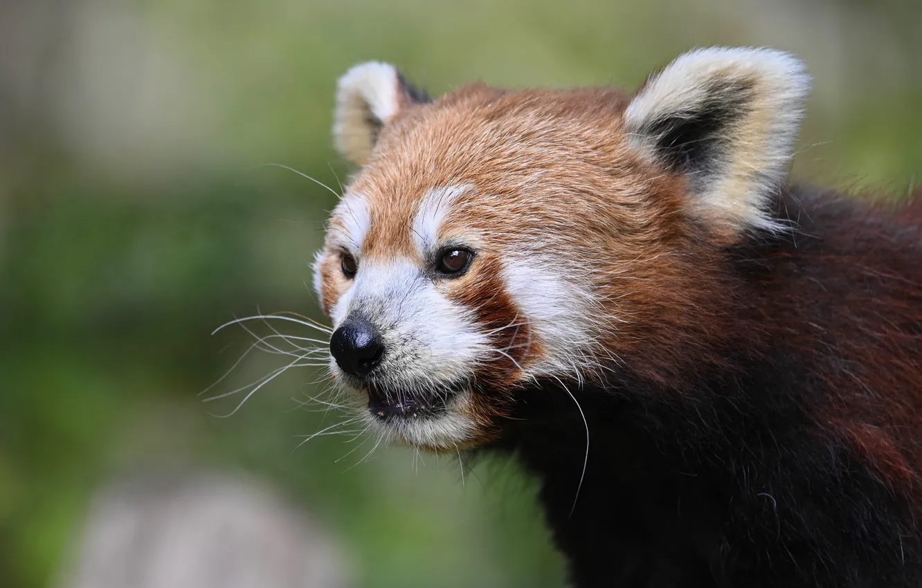 Photo wallpaper red Panda, face, red Panda