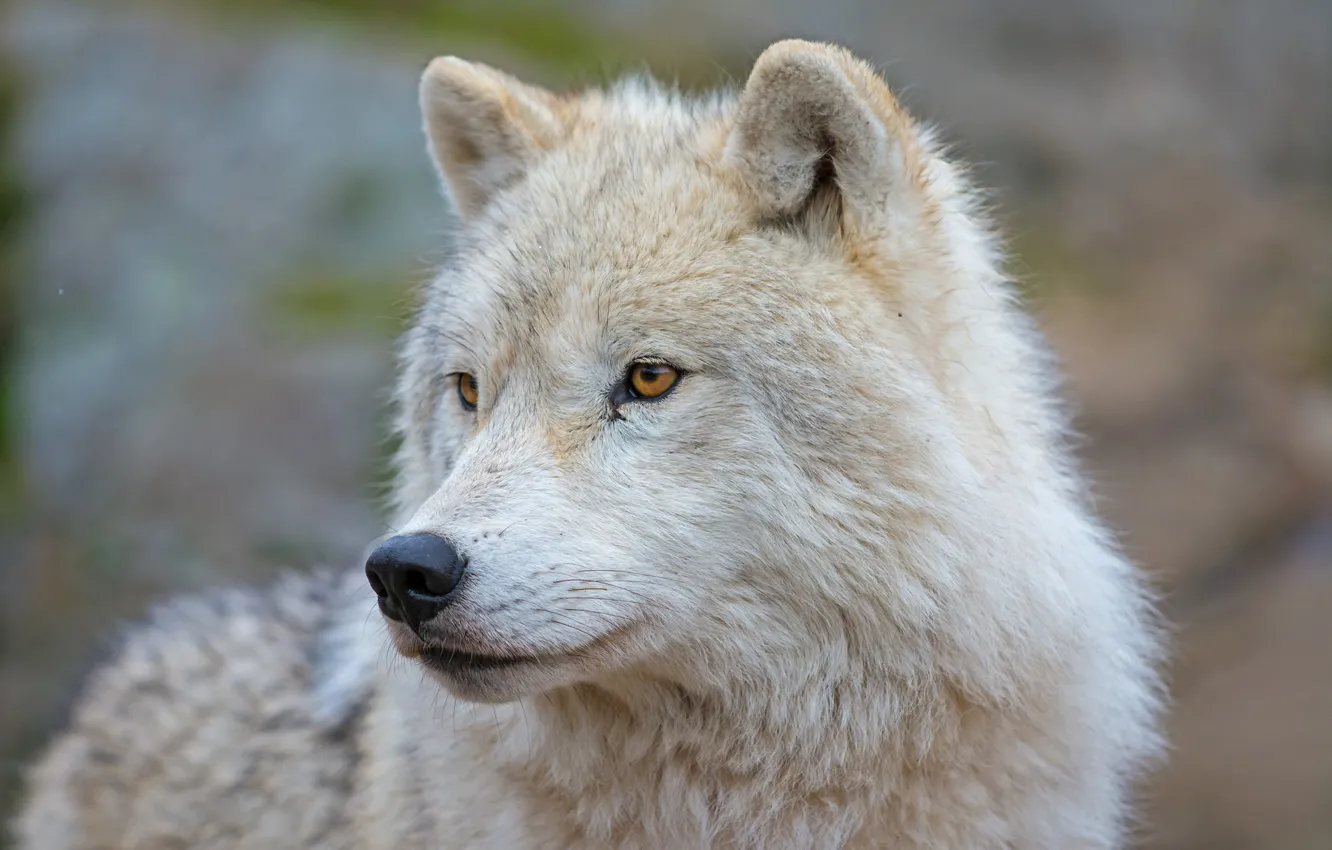 Photo wallpaper look, face, wolf, portrait, predator, Arctic island wolf