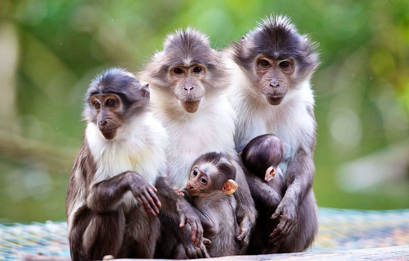 Photo wallpaper nature, macaques, baby, monkey, mom