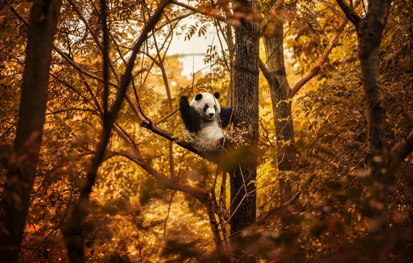Photo wallpaper autumn, Panda, forest, trees, autumn, bokeh, bokeh, panda