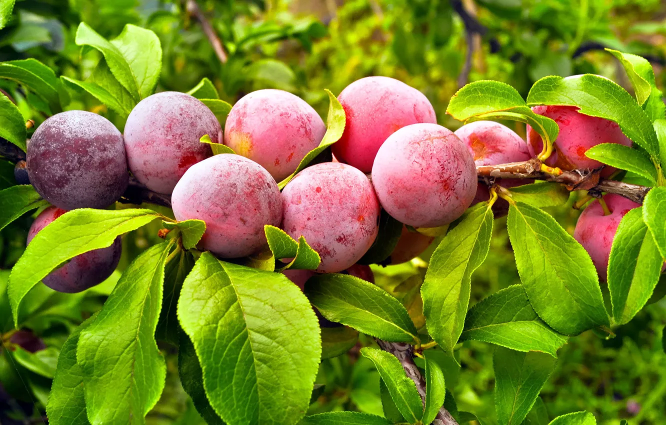 Photo wallpaper leaves, branches, nature, plum