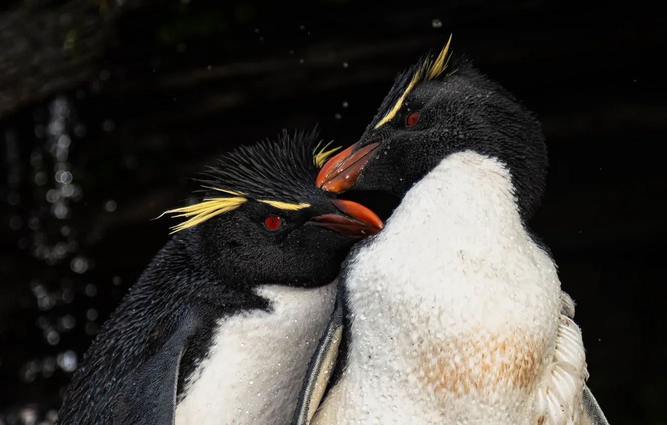 Photo wallpaper the dark background, bird, portrait, penguins, a couple