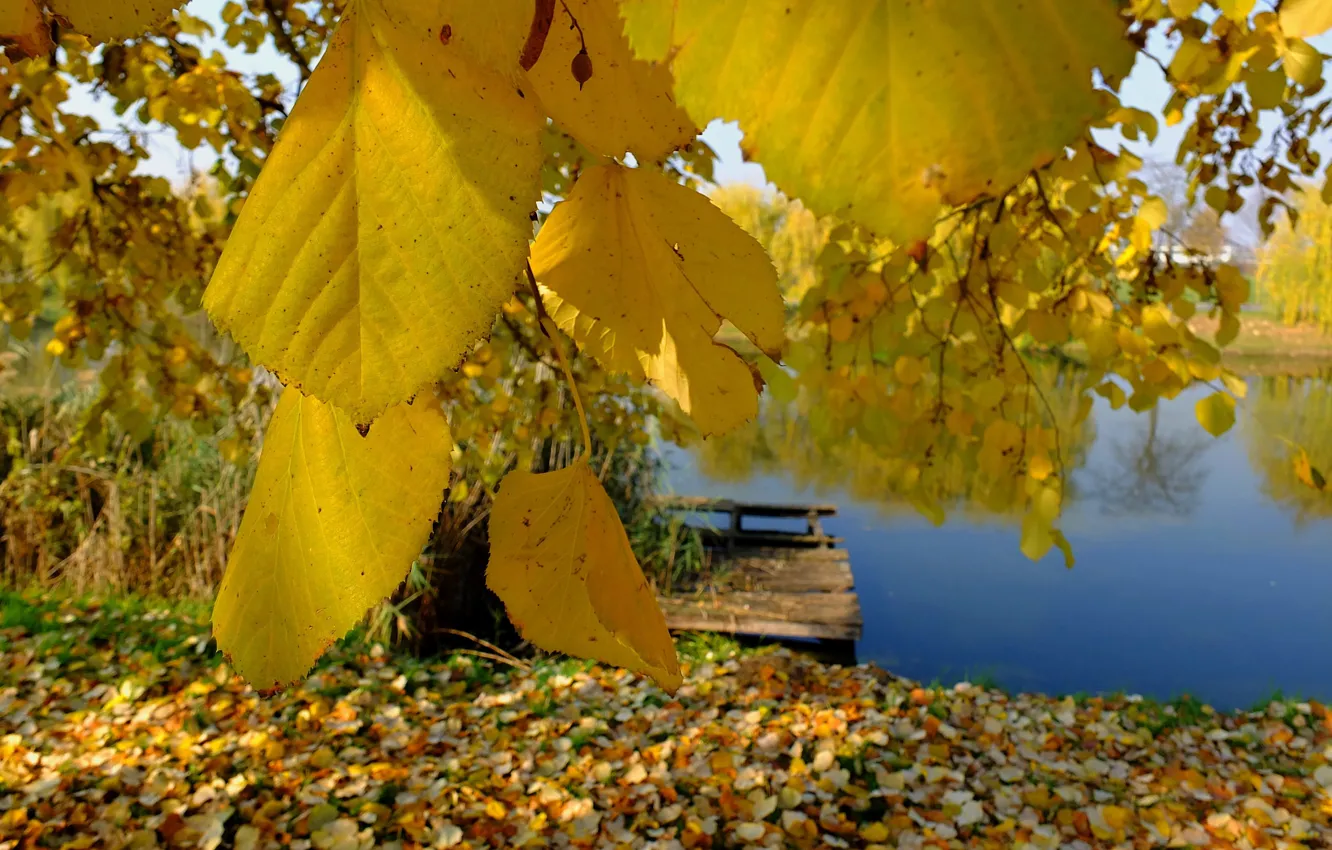 Photo wallpaper river, yellow, blue, autumn