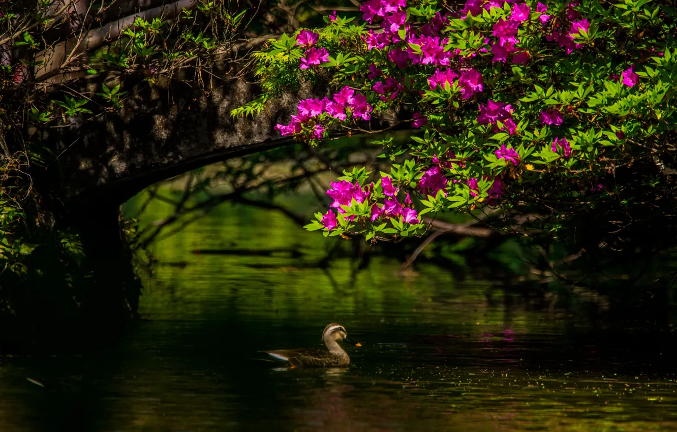 Photo wallpaper light, flowers, branches, bird, pink, duck, pond, Azalea