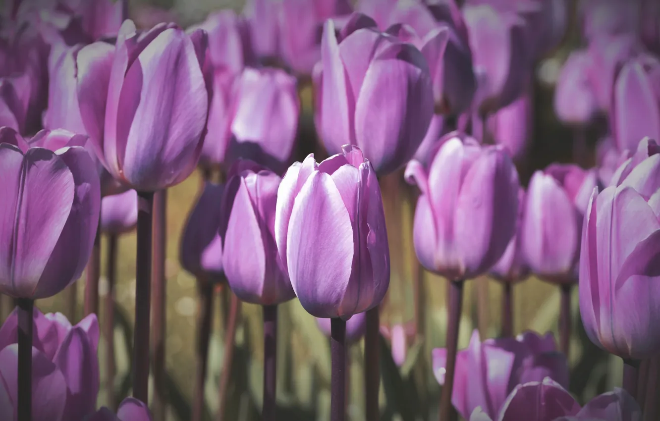 Photo wallpaper flowers, glade, spring, tulips, gentle, buds, flowerbed, a lot