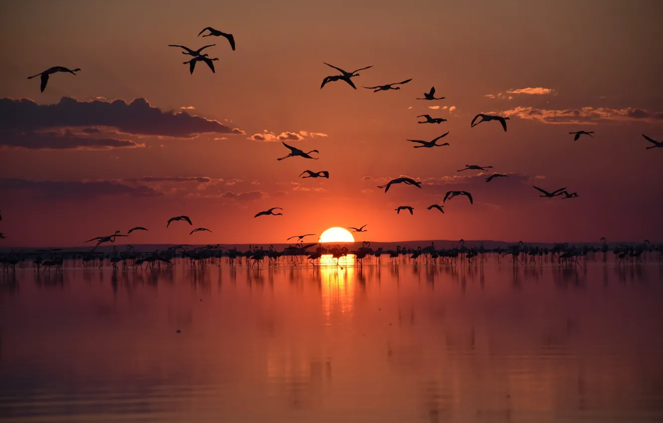 Photo wallpaper Turkey, flamingo, salt lake