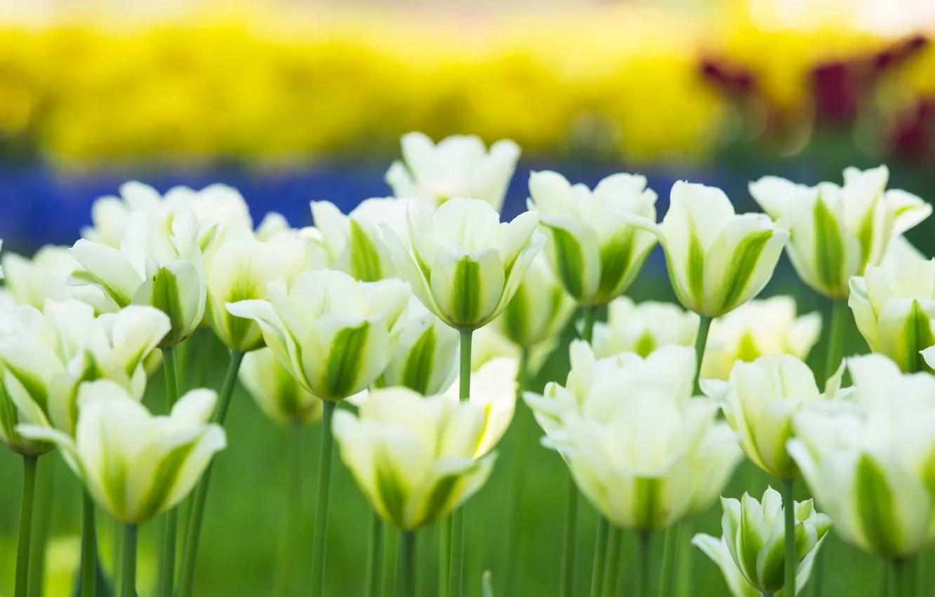 Photo wallpaper tulips, buds, white tulips
