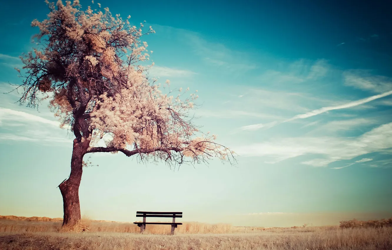Photo wallpaper summer, the sky, clouds, trees, bench, mood, horizon