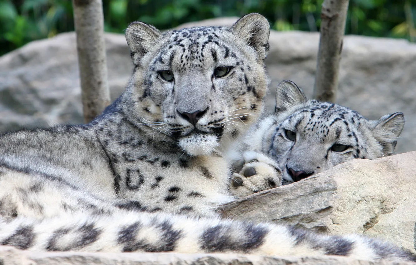 Photo wallpaper stay, predator, pair, IRBIS, snow leopard