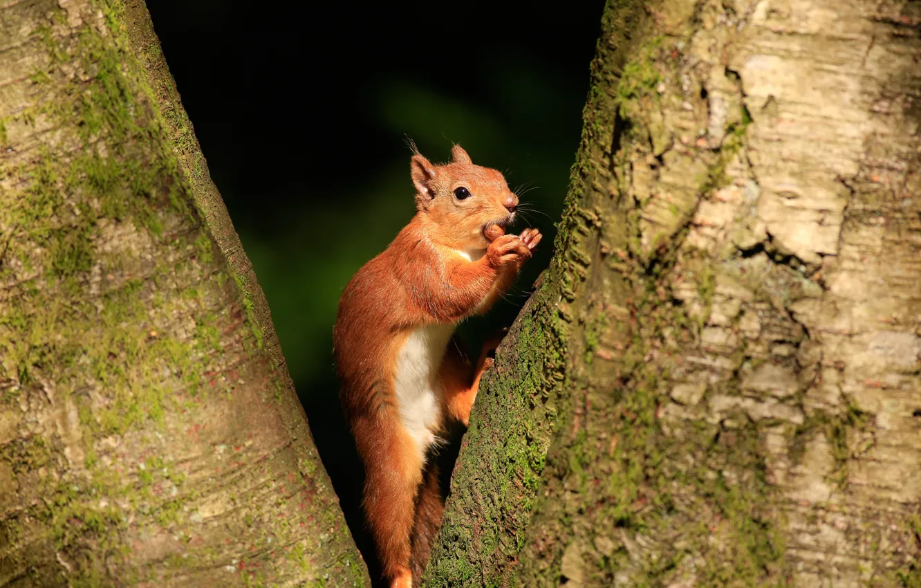 Photo wallpaper trees, the dark background, background, protein, trunk, red, bark, nuts