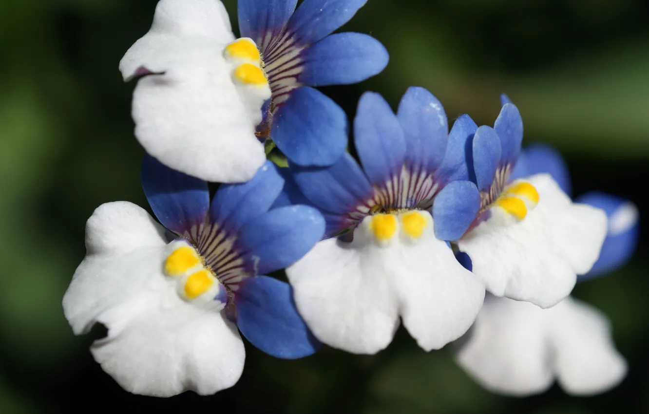 Photo wallpaper flowers, background, blue and white