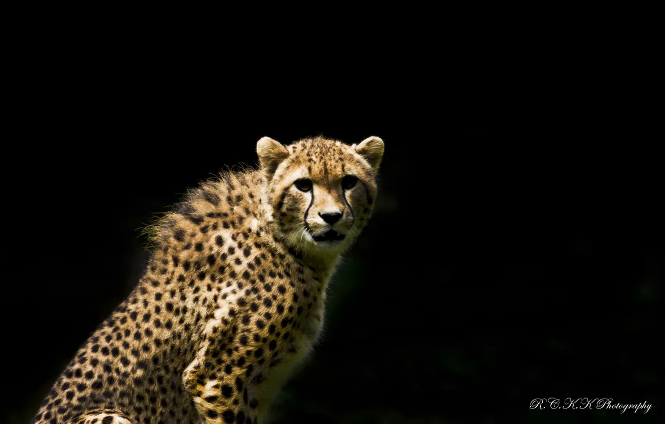 Photo wallpaper look, predator, Cheetah, the dark background