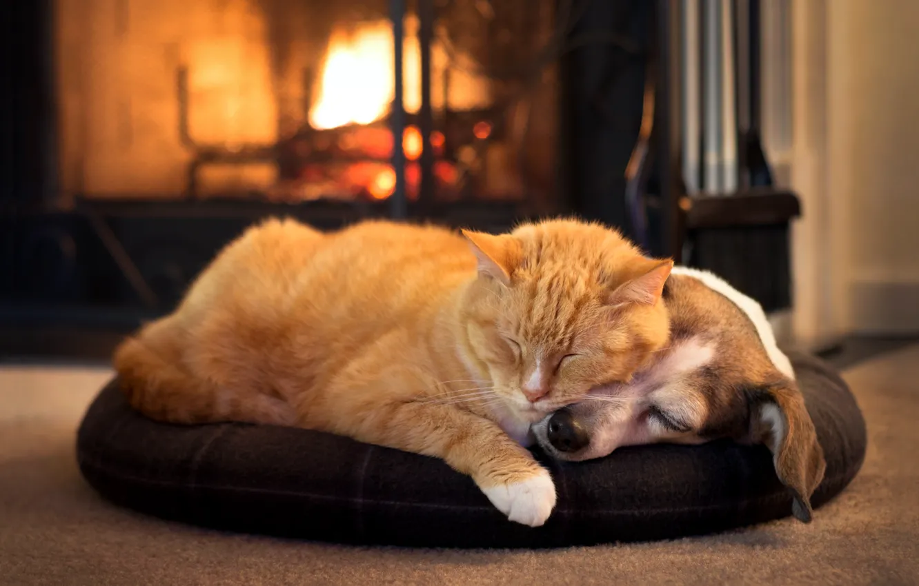 Photo wallpaper cat, cat, each, dog, pair, face