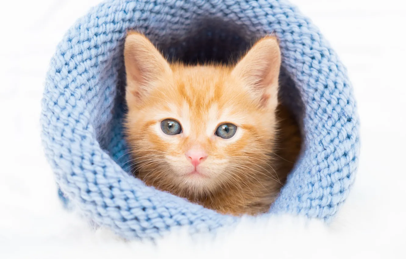 Photo wallpaper cat, look, pose, blue, sweetheart, hat, portrait, baby