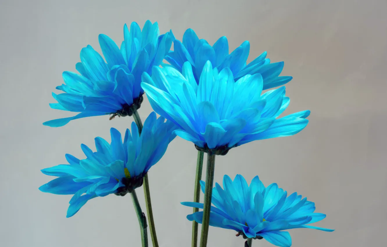 Photo wallpaper paint, bouquet, petals, stem