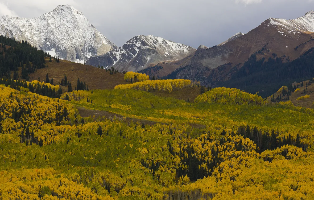 Photo wallpaper autumn, forest, trees, mountains, yellow, view, crown